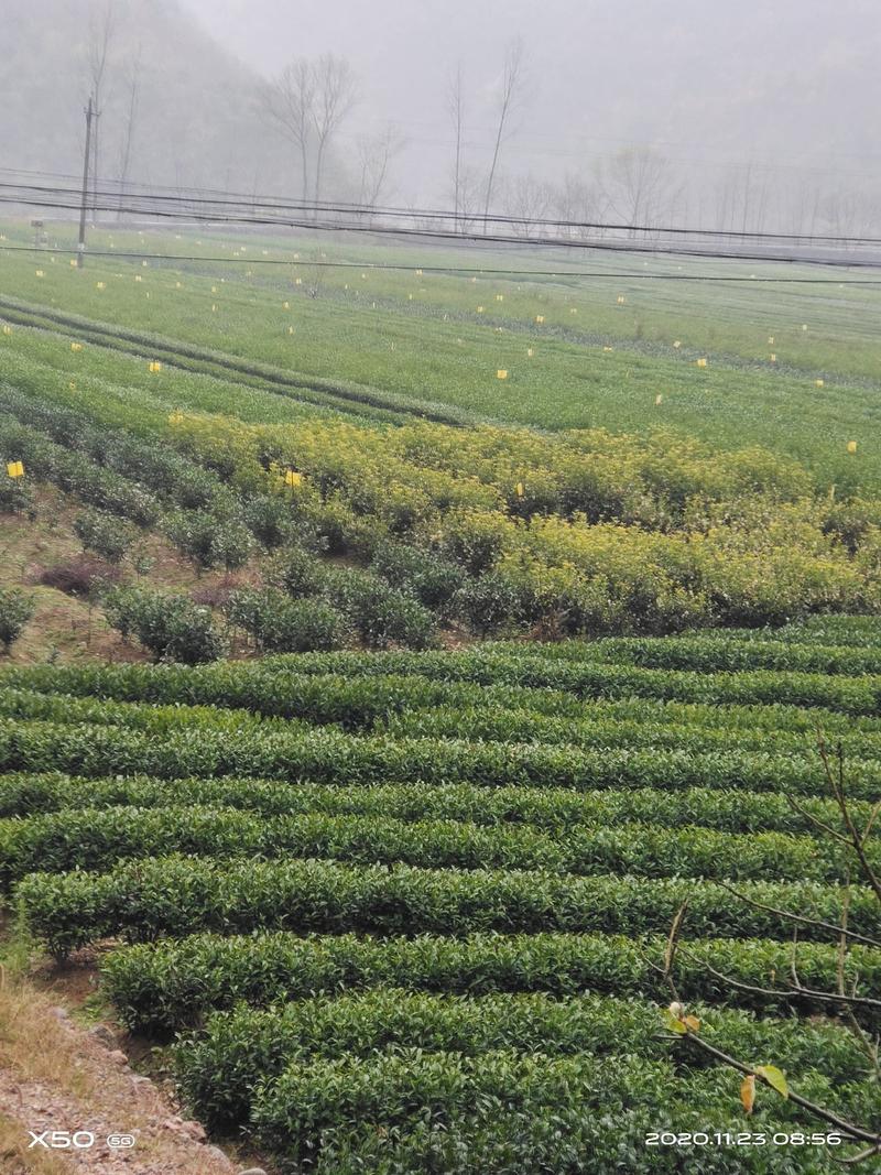 2021年新茶预售中，六安瓜片，手工制作产地直销量大价廉
