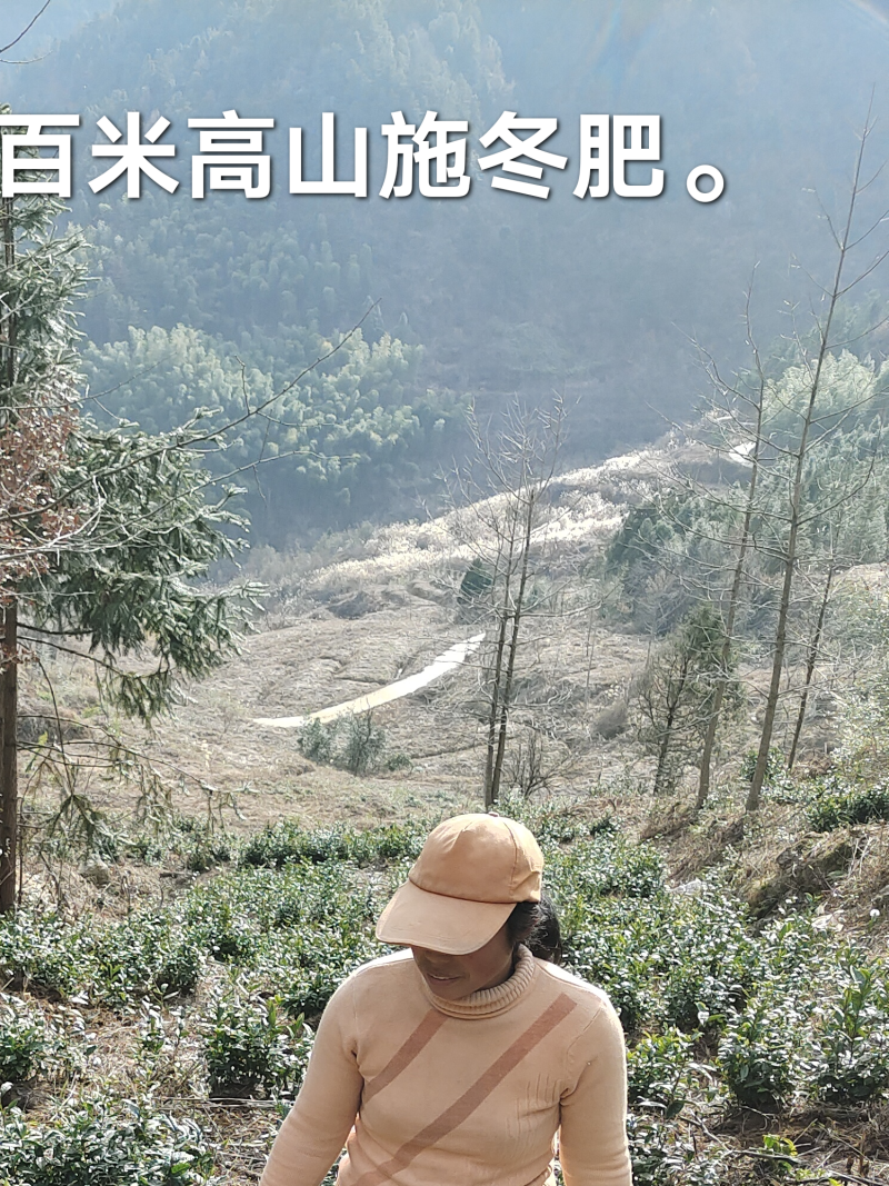 2021年新茶预售中，六安瓜片，手工制作产地直销量大价廉