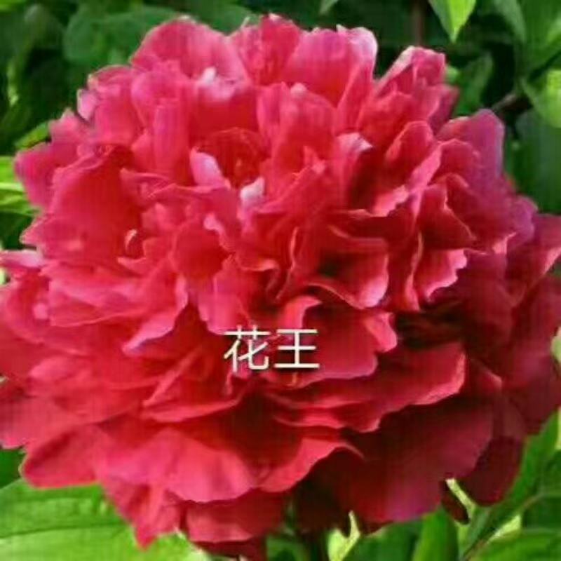 牡丹，精品观赏牡丹，基地直供，几十个品种，现要现挖