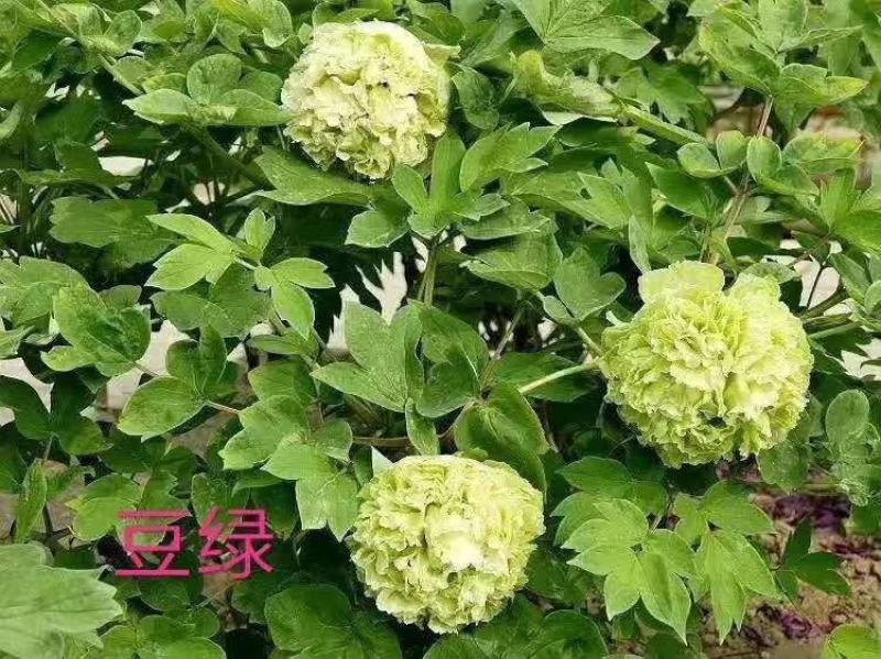 牡丹，精品观赏牡丹，基地直供，几十个品种，现要现挖