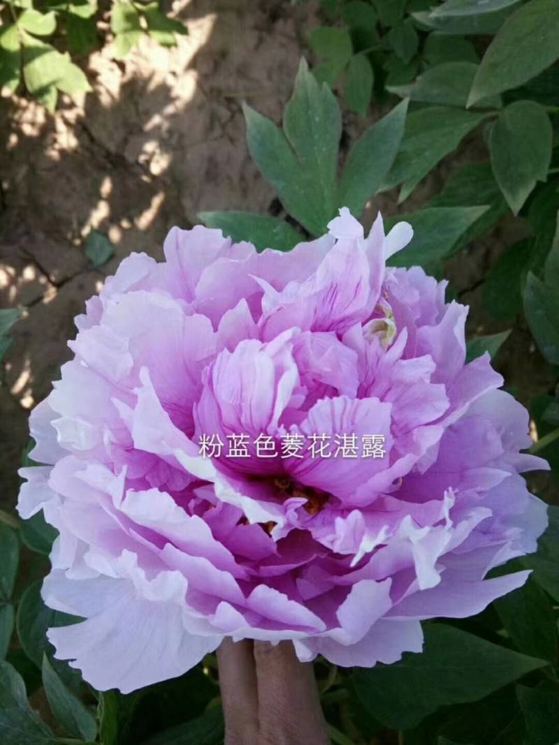牡丹，精品观赏牡丹，基地直供，几十个品种，现要现挖