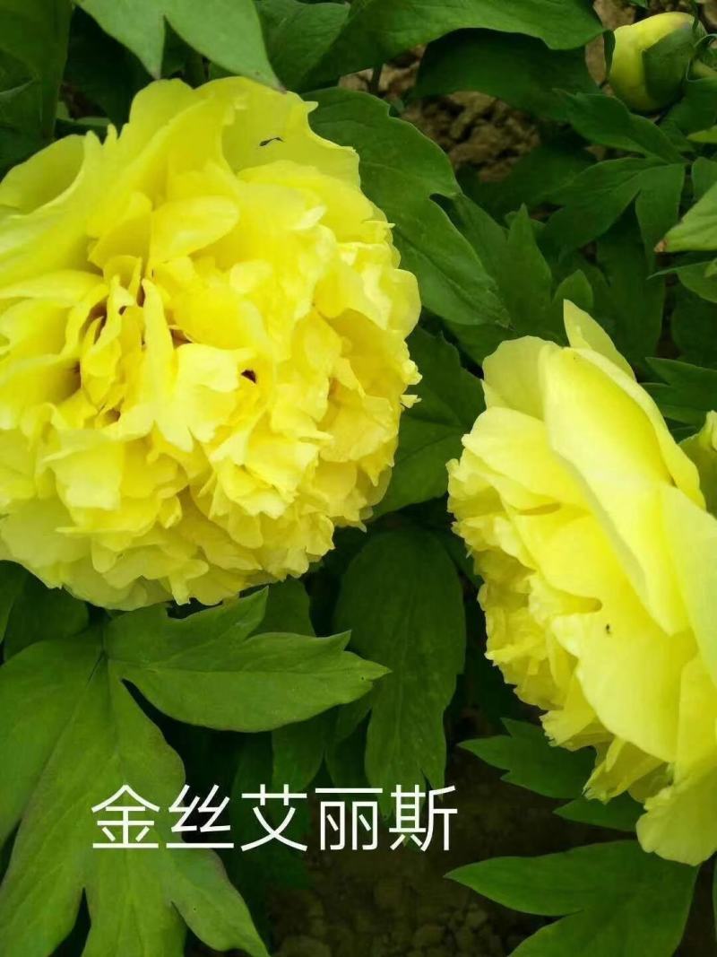 牡丹，精品观赏牡丹，基地直供，几十个品种，现要现挖