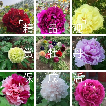 牡丹，精品观赏牡丹，基地直供，几十个品种，现要现挖