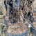 映山红,精品映山红熟桩,带造型,低价勿扰