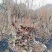映山红,精品映山红熟桩,带造型,低价勿扰