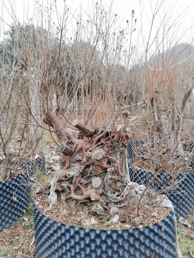 映山红，精品映山红熟桩，带造型，低价勿扰