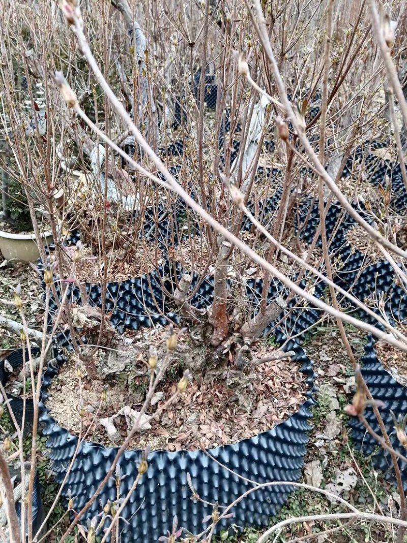 映山红，精品映山红熟桩，带造型，低价勿扰