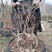 映山红,精品映山红熟桩,带造型,低价勿扰