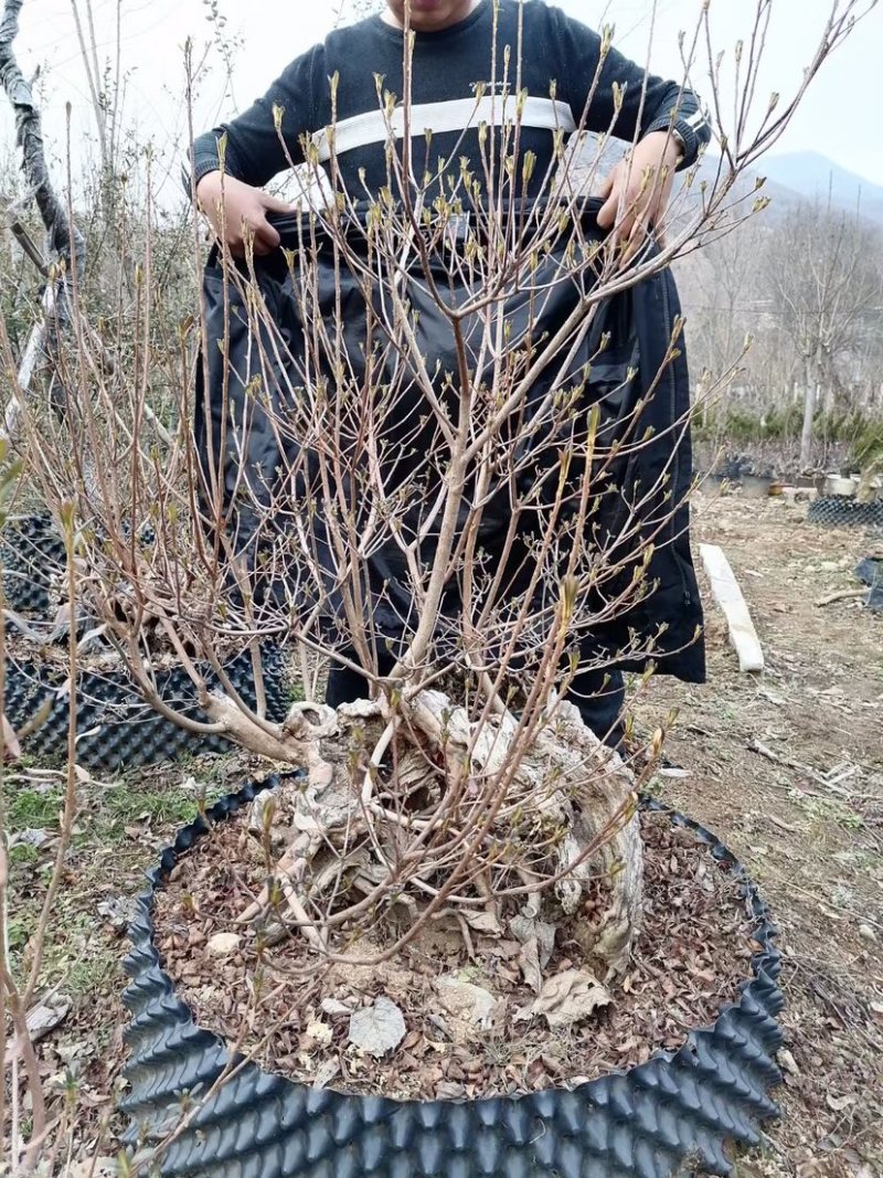 映山红，精品映山红熟桩，带造型，低价勿扰