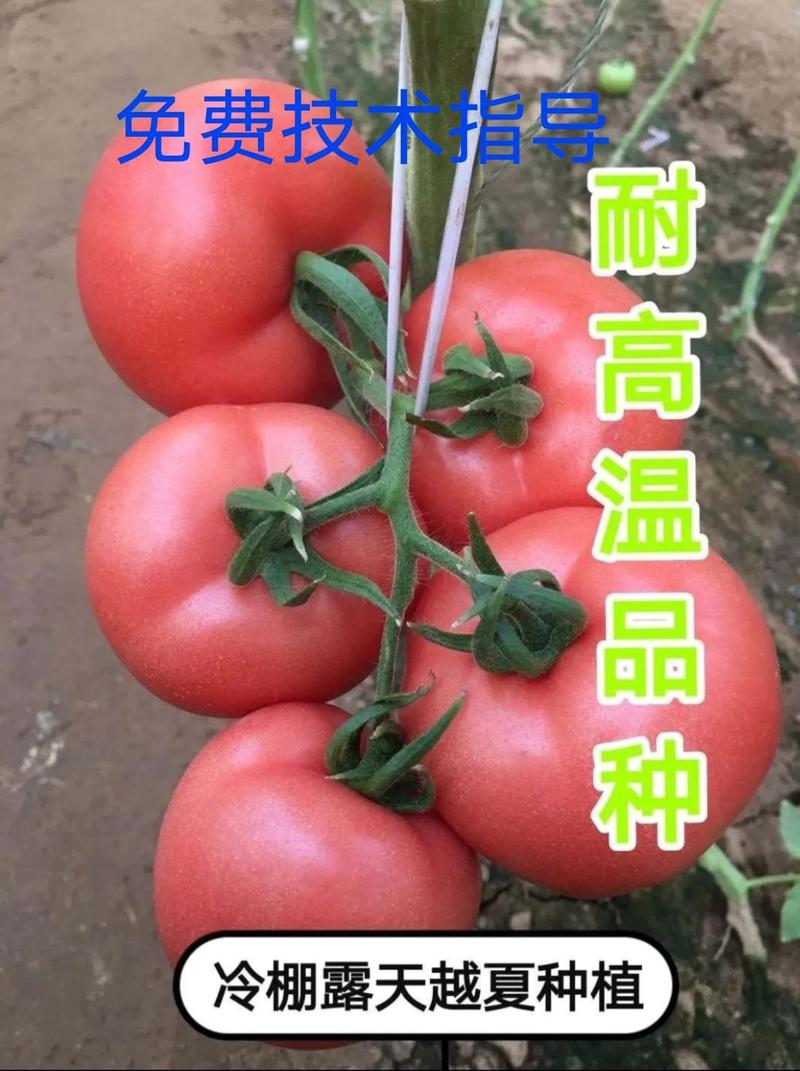【精品苗】西红柿苗粉冠硬粉粉果抗TY抗死棵耐运输