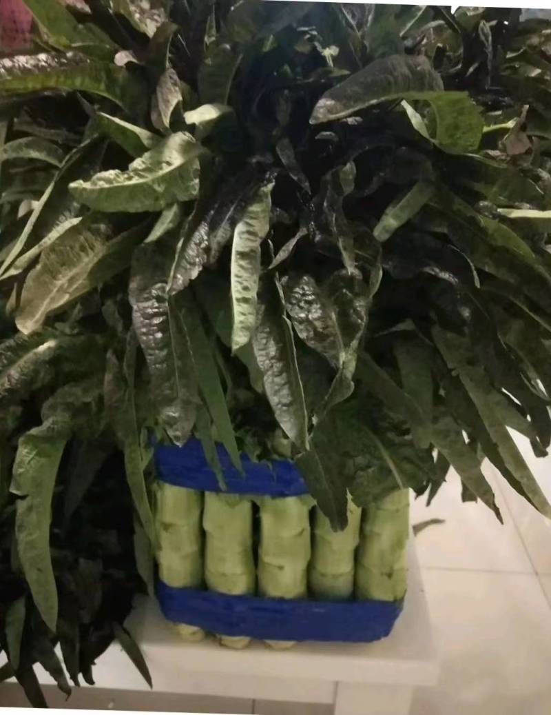 红叶香莴苣-基地直供-视频看货-量大从优。