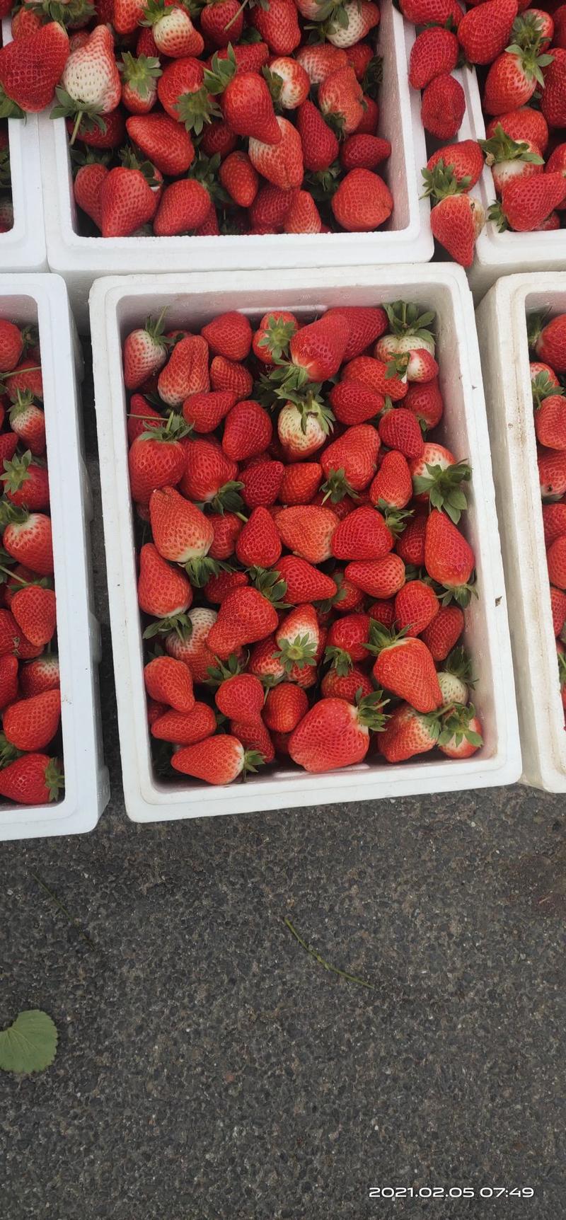 中牟辉煌草莓生态园，奶香草莓基地，新鲜现摘