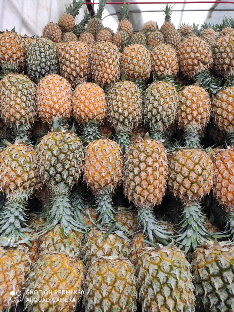 云南红河河口香水菠萝\大量现货丶产地直发电商货、市场货