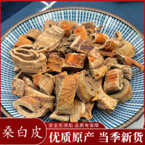 桑白皮桑皮桑根皮老桑皮天然白桑皮中药材批发