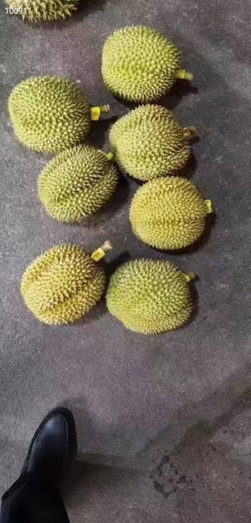 【一手货源常年有货】泰国金枕榴莲，大量供应，批发一件代发