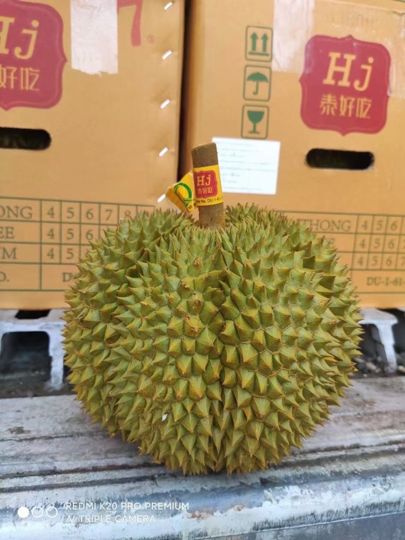 【一手货源常年有货】泰国金枕榴莲，大量供应，批发一件代发