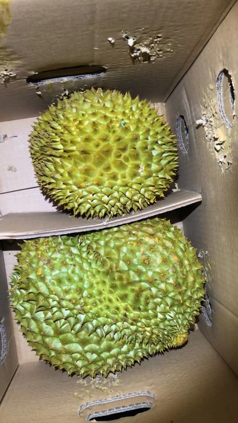 【一手货源常年有货】泰国金枕榴莲，大量供应，批发一件代发