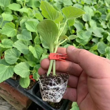 甜瓜苗羊角蜜甜瓜苗博洋甜瓜苗现货发售绿宝苗包技术指