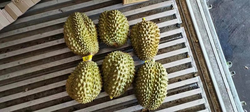 【一手货源常年有货】泰国金枕榴莲，大量供应，批发一件代发