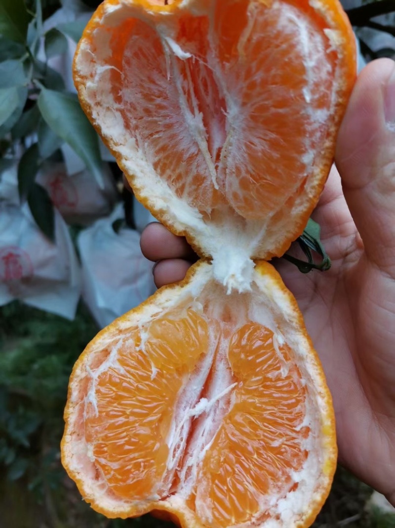 眉山春见耙耙柑支持发电商，社区团购，市场，商超