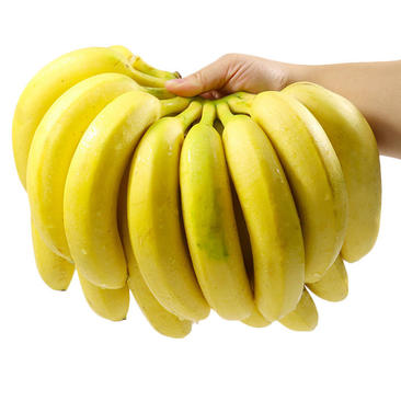 云南香蕉整箱当季水果新鲜包邮5斤10斤自然熟不是红皮海南