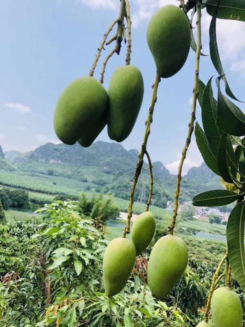 海南三亚热带小台芒大量上市