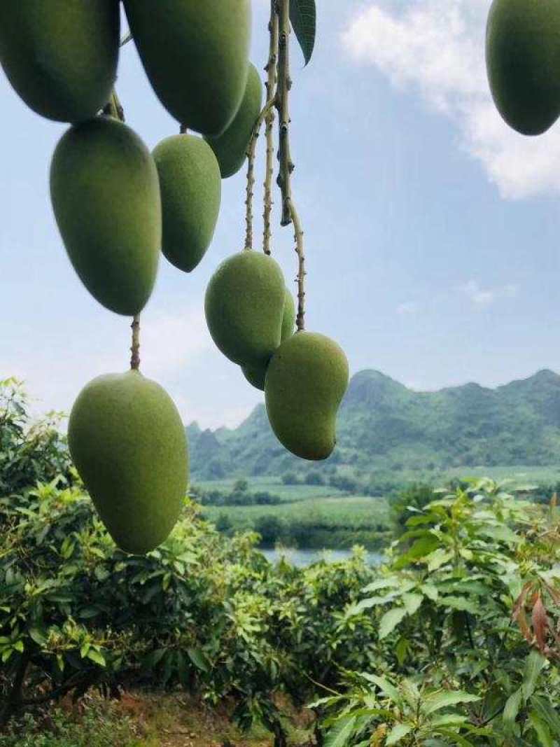 海南三亚热带小台芒大量上市