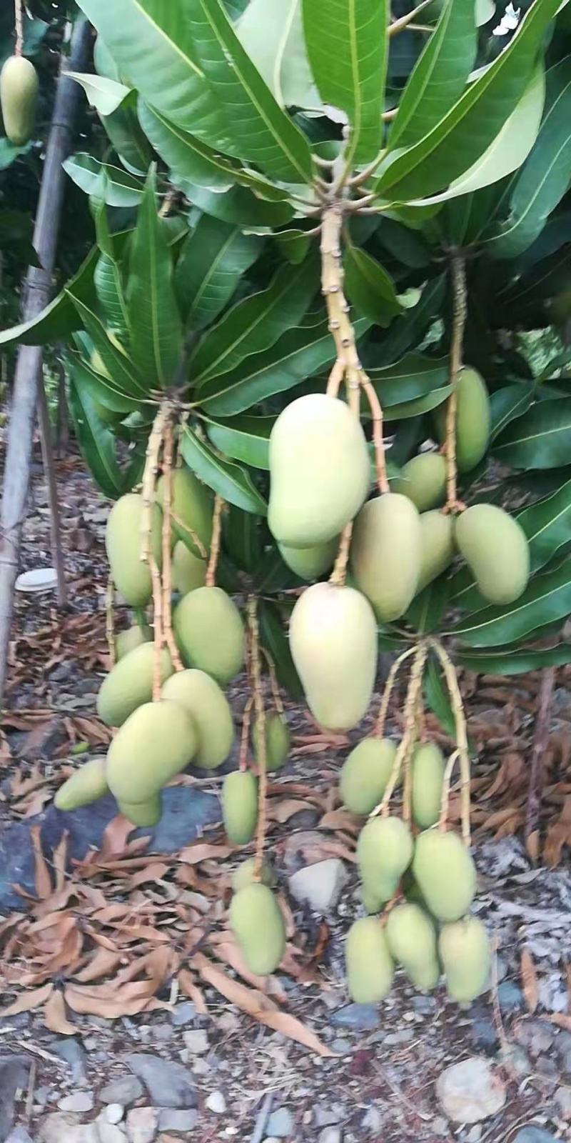海南三亚热带小台芒大量上市