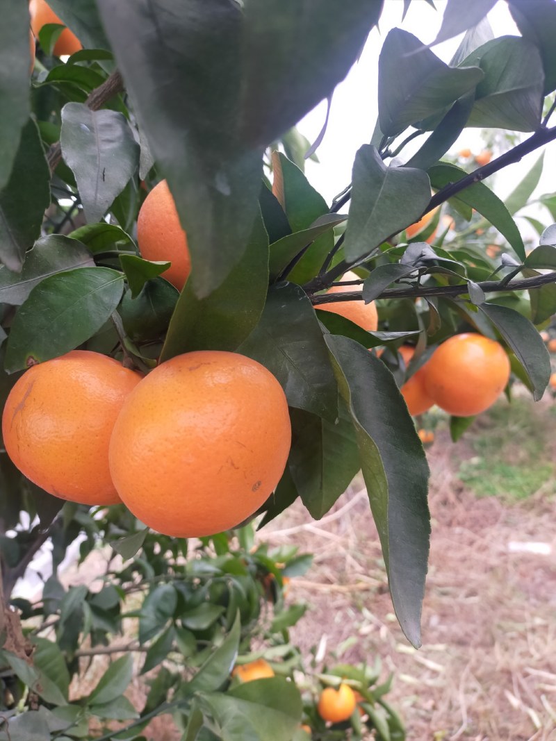 全州沃柑种植基地，货源充足！红度好，果面干净口感好！