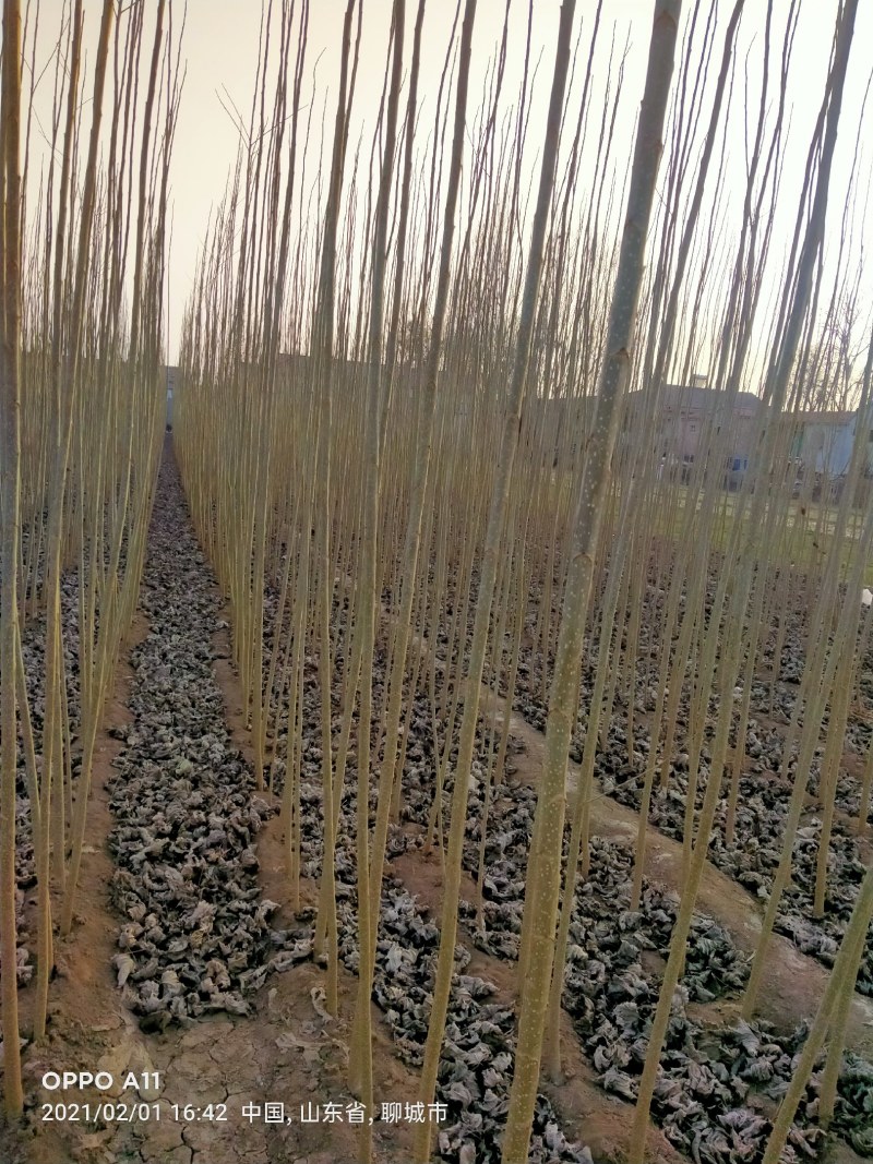 大量低价供货，基地直销，一手货源，全国各地发货