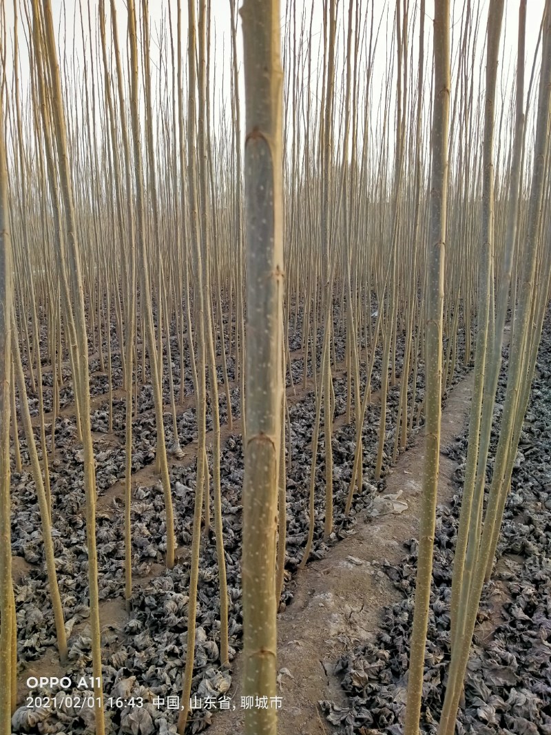 大量低价供货，基地直销，一手货源，全国各地发货