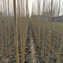 大量低价供货，基地直销，一手货源，全国各地发货