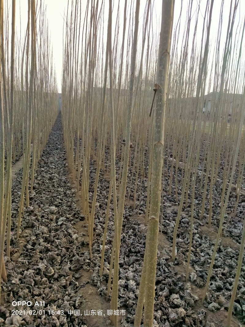 大量低价供货，基地直销，一手货源，全国各地发货