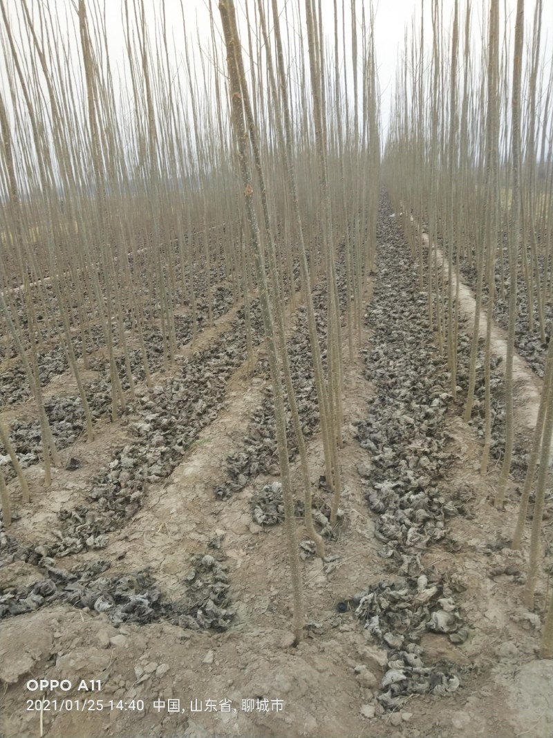 大量低价供货，基地直销，一手货源，全国各地发货