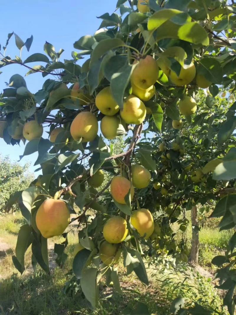 正宗新疆库尔勒香梨产地