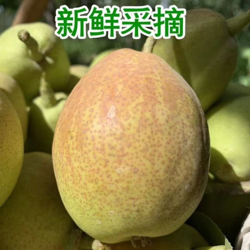正宗新疆库尔勒香梨产地