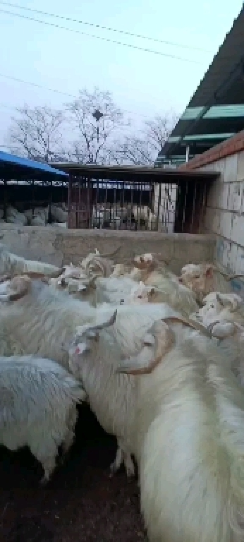 小烤全羊，重庆烤全羊，辽宁绒山羊，育肥羊羔，精品养殖羊