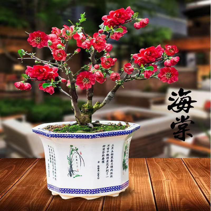 海棠花盆栽四季开花耐寒抗热浓香冬天开花盆景花卉绿植室内外
