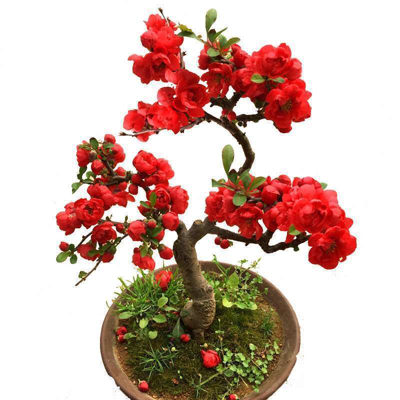 海棠花盆栽四季开花耐寒抗热浓香冬天开花盆景花卉绿植室内外
