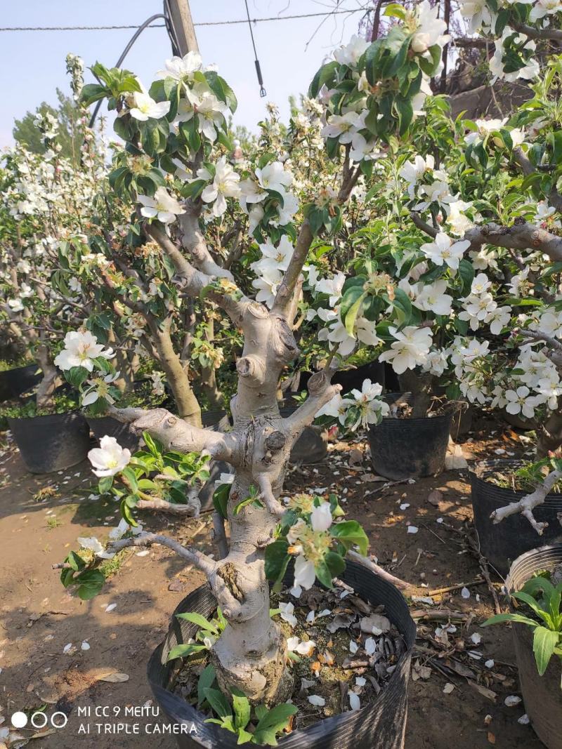 海棠花盆栽四季开花耐寒抗热浓香冬天开花盆景花卉绿植室内外