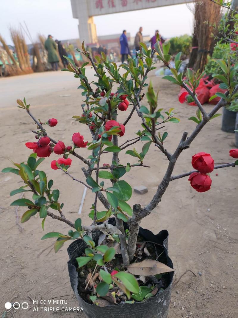 海棠花盆栽四季开花耐寒抗热浓香冬天开花盆景花卉绿植室内外