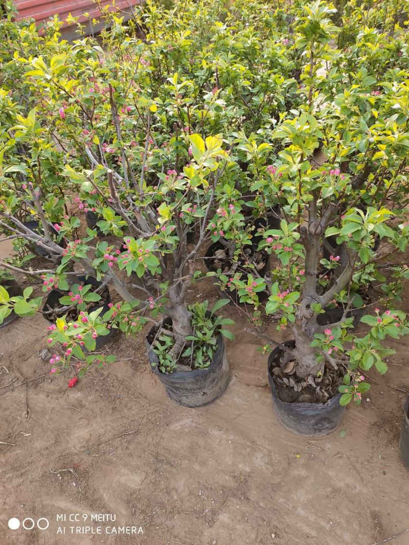 海棠花盆栽四季开花耐寒抗热浓香冬天开花盆景花卉绿植室内外