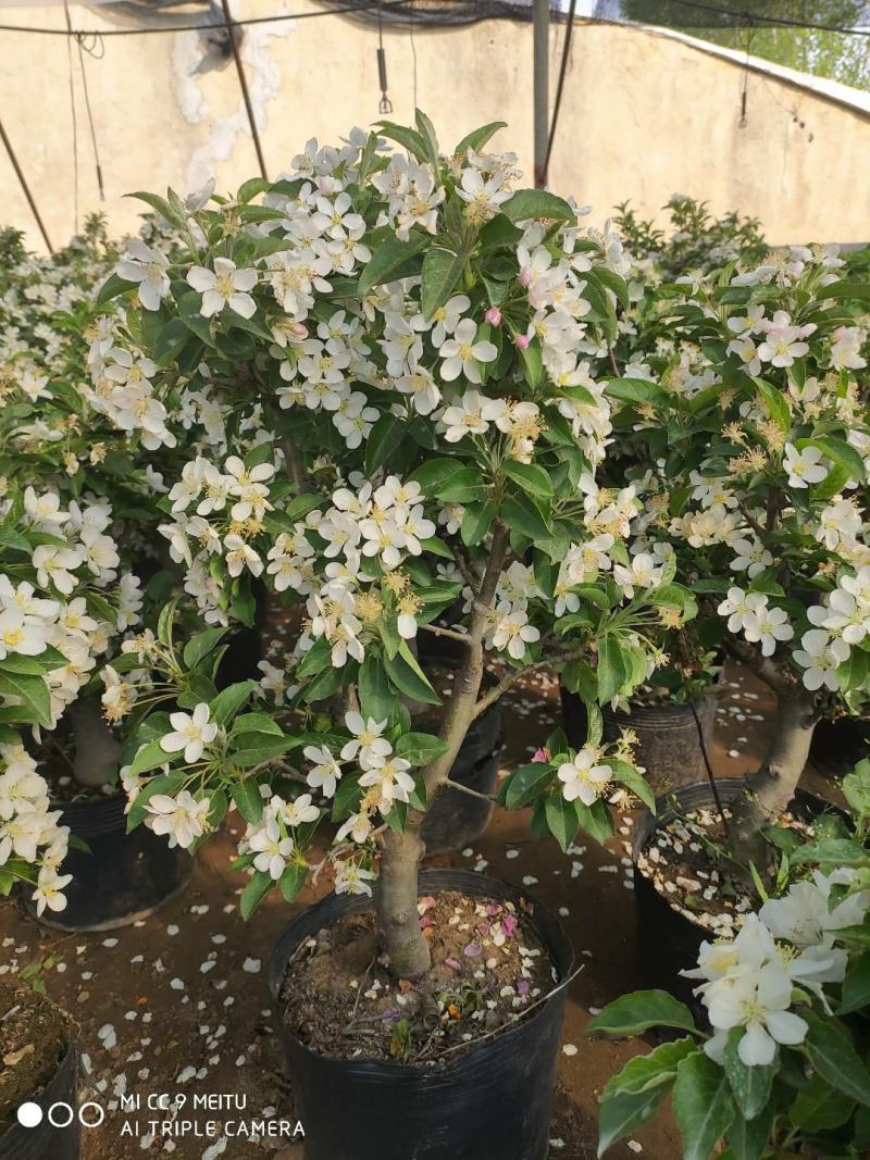 海棠花盆栽四季开花耐寒抗热浓香冬天开花盆景花卉绿植室内外