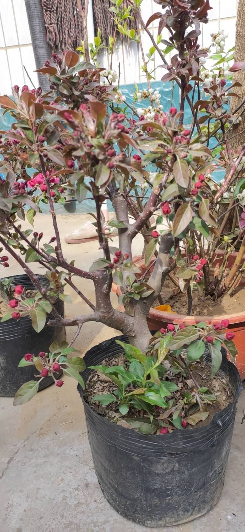 海棠花盆栽四季开花耐寒抗热浓香冬天开花盆景花卉绿植室内外