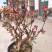 海棠花盆栽四季开花耐寒抗热浓香冬天开花盆景花卉绿植室内外