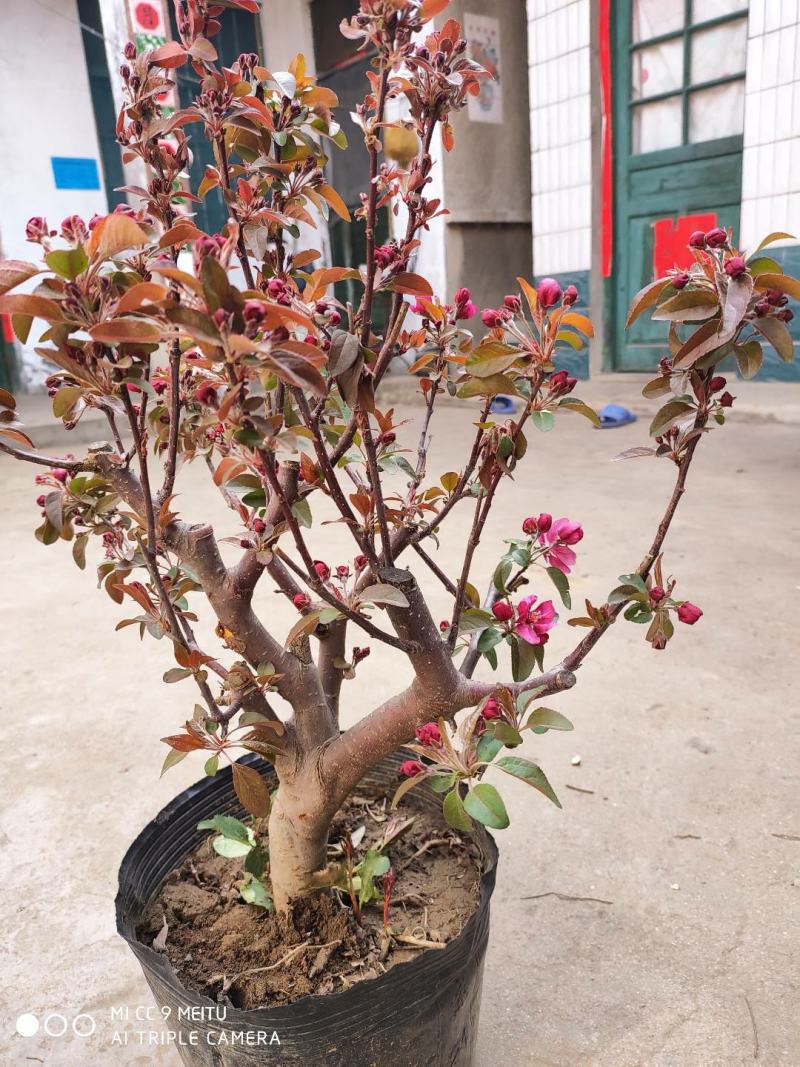 海棠花盆栽四季开花耐寒抗热浓香冬天开花盆景花卉绿植室内外