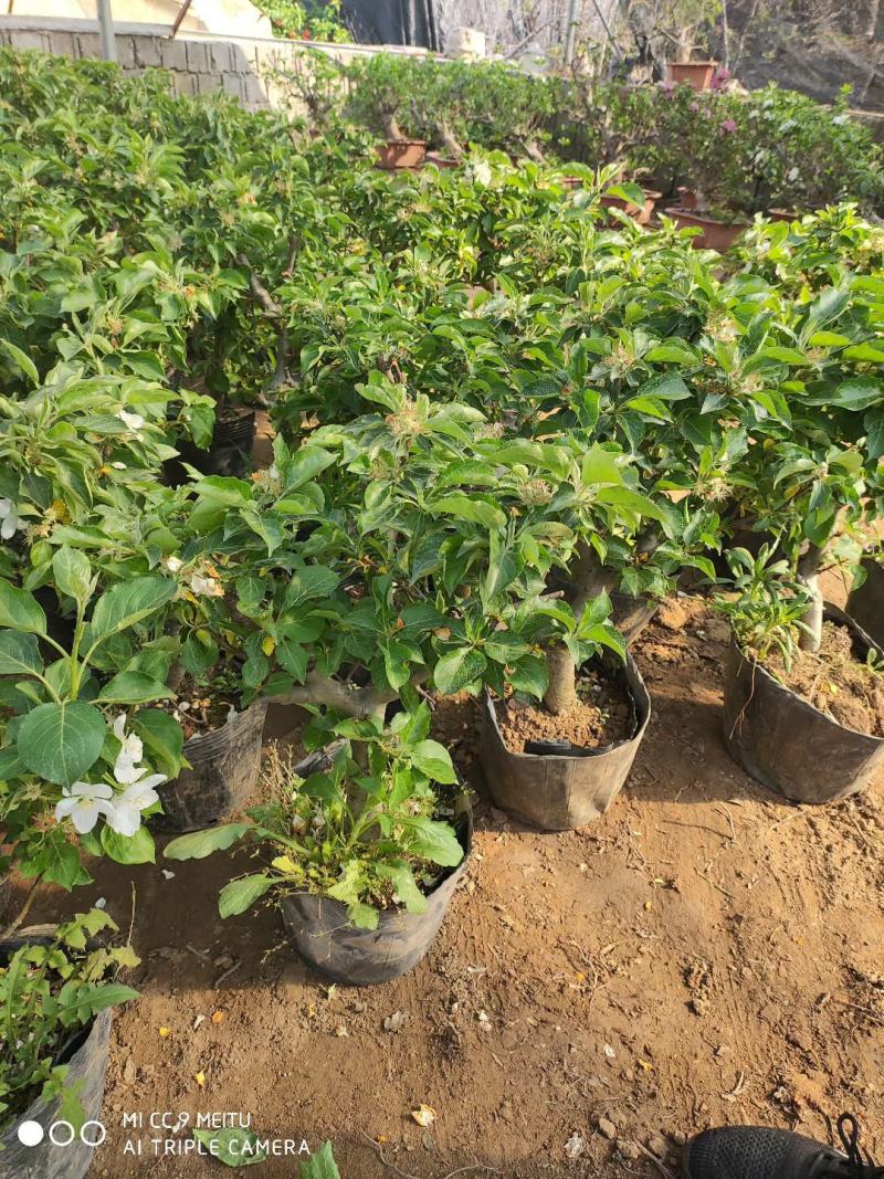 海棠花盆栽四季开花耐寒抗热浓香冬天开花盆景花卉绿植室内外