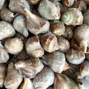冻海螺熟冻祛脏海螺海鲜贝类批发自助餐专用