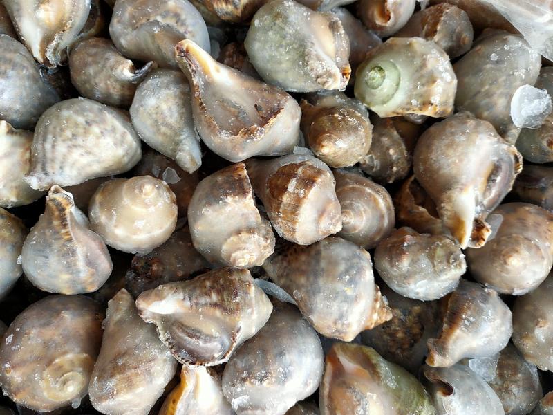 冻海螺熟冻祛脏海螺海鲜贝类批发自助餐专用