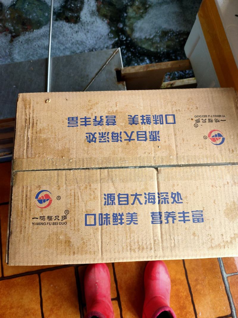 冻海螺熟冻祛脏海螺海鲜贝类批发自助餐专用